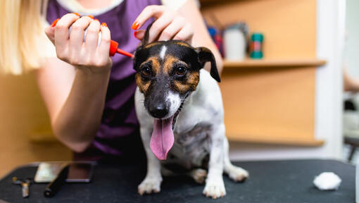 Cleaning out a outlet dog's ear